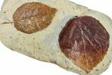 Wide Plate with Two Fossil Leaves (Two Species) - Montana #262703-2